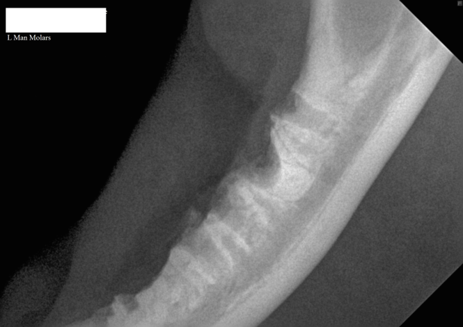3. Intra-oral radiograph of the left mandible of a cat with a retained mesial root of the molar tooth.